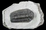 Adrisiops Weugi Trilobite - Recently Described Phacopid #110707-1